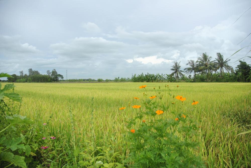 tặng cho đất nông nghiệp