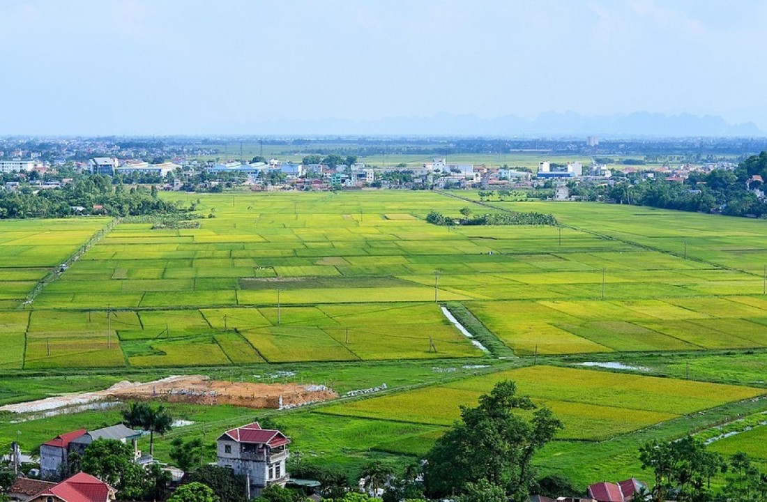 đồng lúa, phía xa có nhà ở