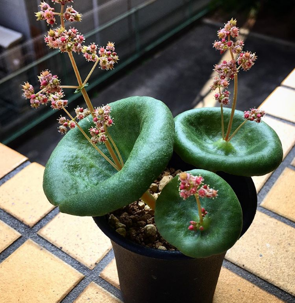 Crassula Umbella 