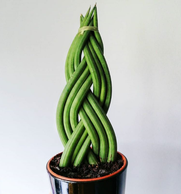 cây Sansevieria Cylindrica 