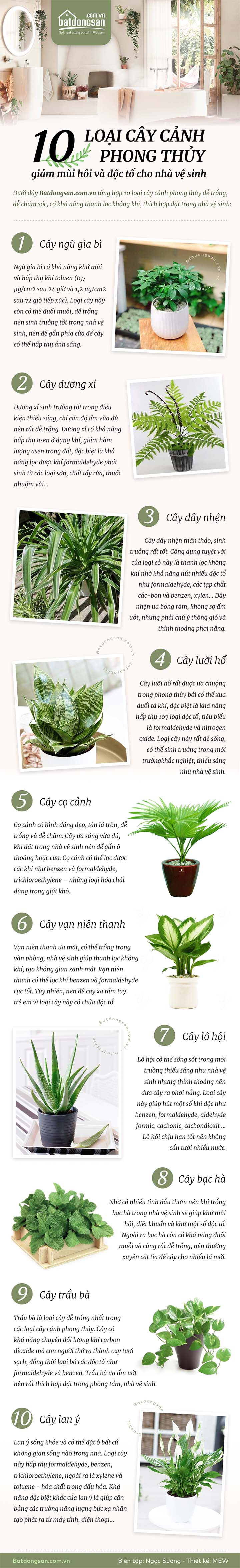 Infographic mô tả 10 loại cây cảnh phong thủy thích hợp đặt trong nhà vệ sinh