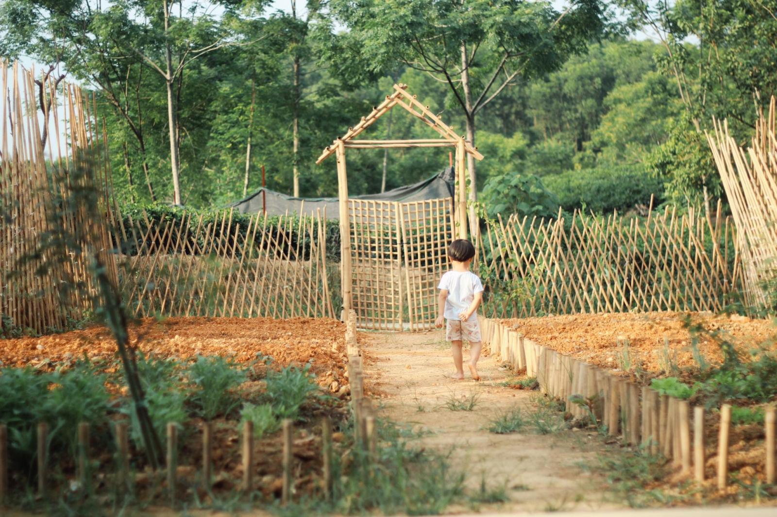 Hàng rào và vườn rau trước nhà