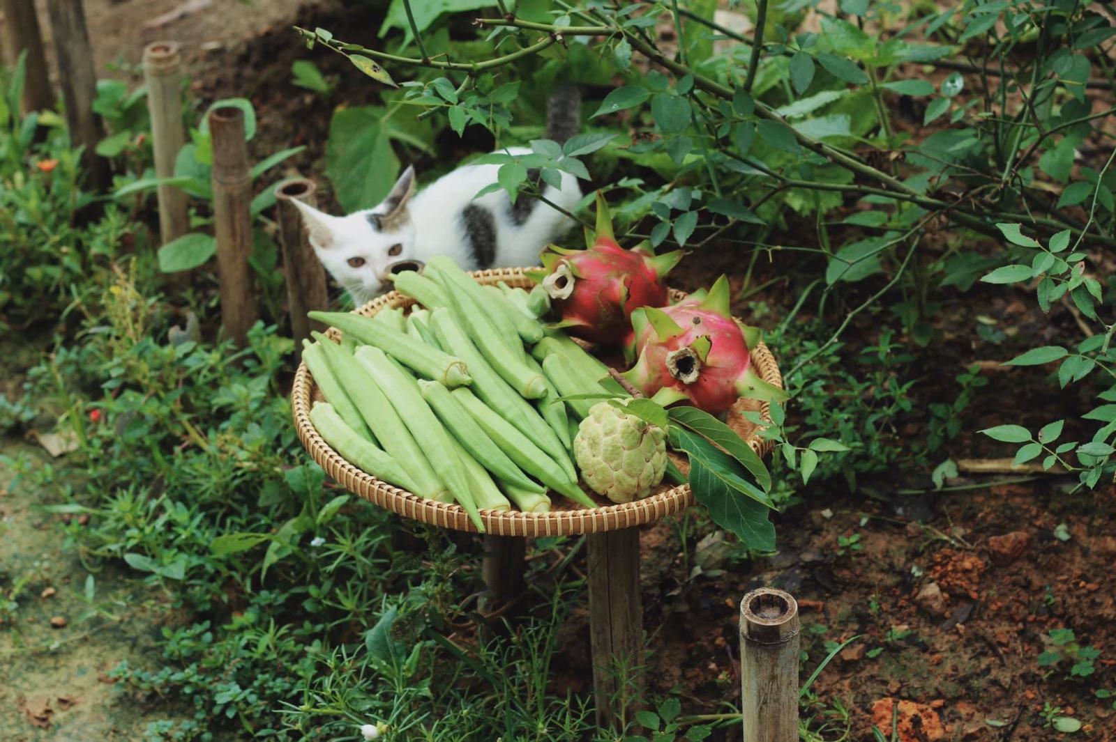 Hoa trái thu hoạch trong vườn