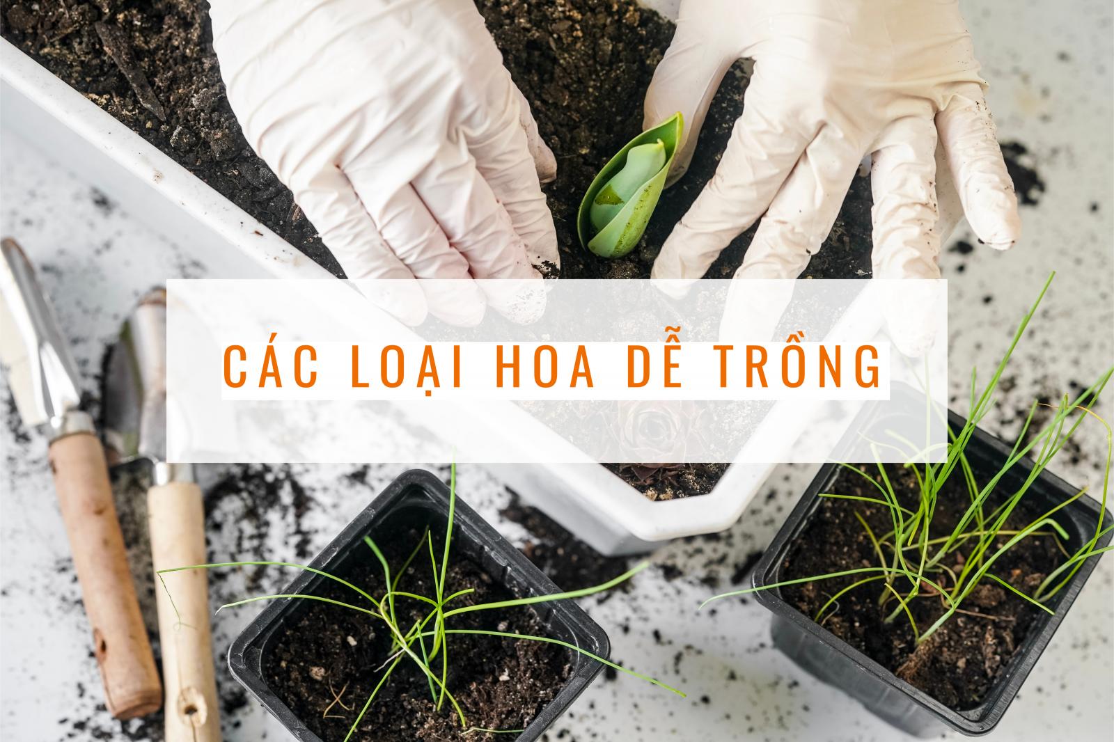 Bức ảnh một người đang trồng cây với dòng chữ "các loài hoa dễ trồng"