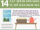                          14 loại cây trồng đơn giản có thể chăm trong nhà                     