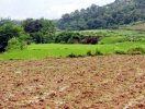                          Yêu cầu báo cáo thực trạng tích tụ đất đai để sản xuất nông nghiệp                     