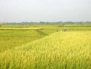                          Chuyển mục đích sử dụng 66,65 ha đất trồng lúa tại Long An                     