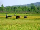                          Chuyển mục đích sử dụng 17,3ha đất trồng lúa tại Hà Tĩnh                     