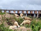                          Khu đô thị mới lớn nhất Cần Thơ trở thành nơi chăn cừu                     