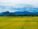                          Chuyển đổi mục đích gần 84ha đất trồng lúa ở Ninh Bình và Quảng Bình                     
