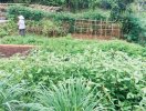                          Mô hình cho thuê đất trồng rau nở rộ tại Hà Nội                     