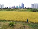                          TP.HCM: Người dân 11 quận, huyện được chuyển 1.017ha đất trồng lúa                     
